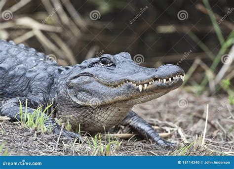 hermes alligator mississippiensis